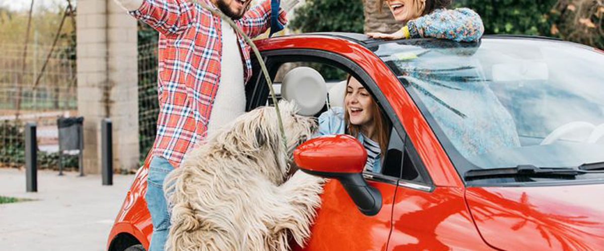 Saiba a forma correta de transportar o cachorro no carro